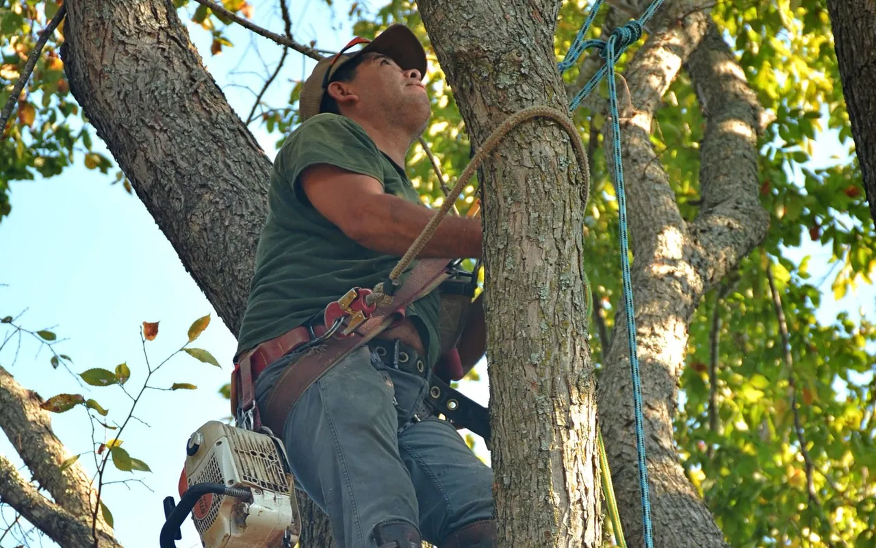 Completed tree removal project at a suburban home in the United States